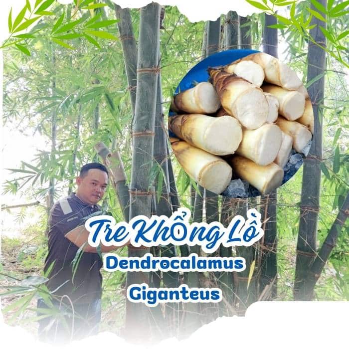 Dendrocalamus Giganteus – Tre Khổng Lồ Cho Măng Ngon, Gỗ Quý