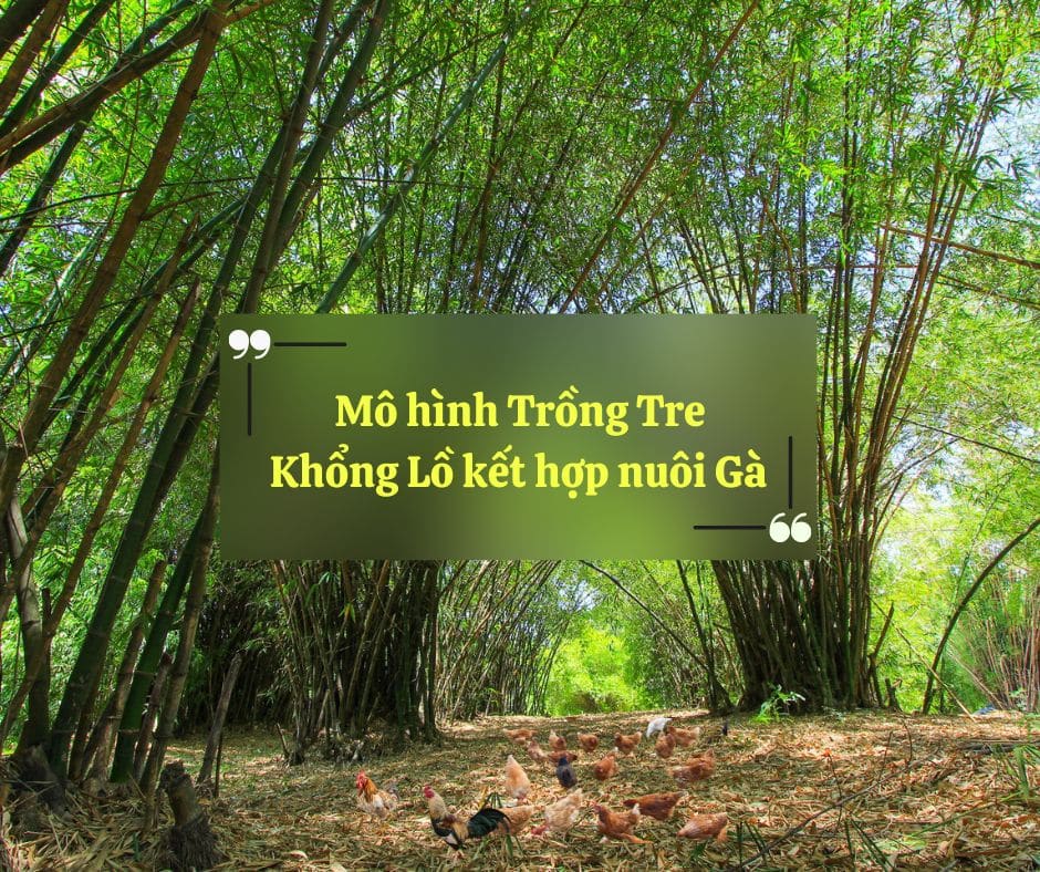 [2025] Mô hình Trồng Tre Khổng Lồ kết hợp nuôi Gà với giống Dendrocalamus Giganteus