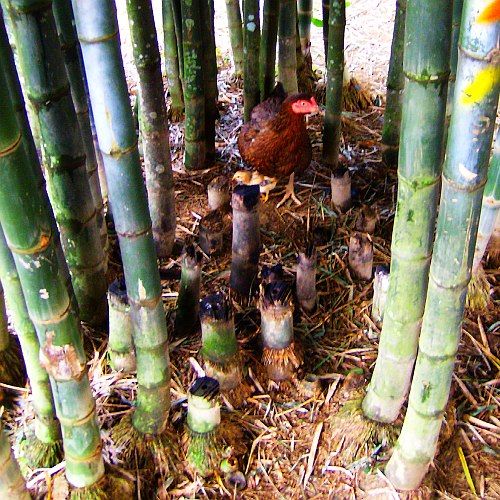 [2025] Mô hình Trồng Tre Khổng Lồ kết hợp nuôi Gà với giống Dendrocalamus Giganteus