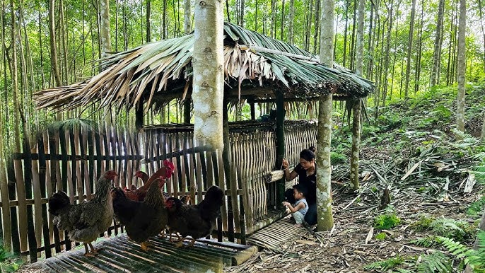 [2025] Mô hình Trồng Tre Khổng Lồ kết hợp nuôi Gà với giống Dendrocalamus Giganteus