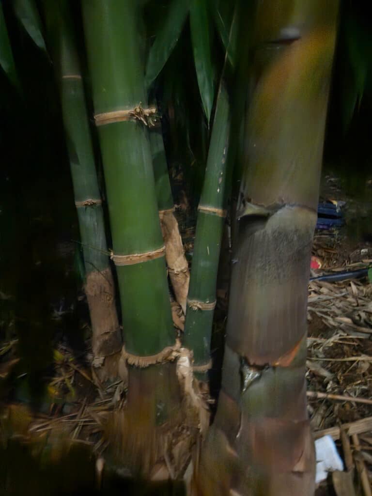 Dendrocalamus Giganteus – Tre Khổng Lồ Cho Măng Ngon, Gỗ Quý Dendrocalamus Giganteus – Tre Khổng Lồ Cho Măng Ngon, Gỗ Quý