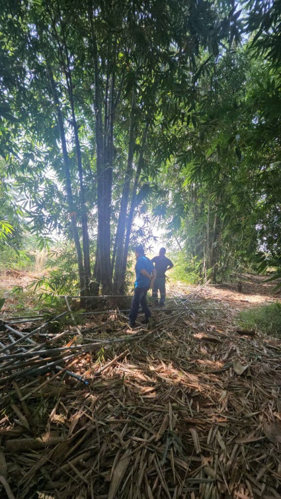 Dendrocalamus Giganteus – Tre Khổng Lồ Cho Măng Ngon, Gỗ Quý Dendrocalamus Giganteus – Tre Khổng Lồ Cho Măng Ngon, Gỗ Quý