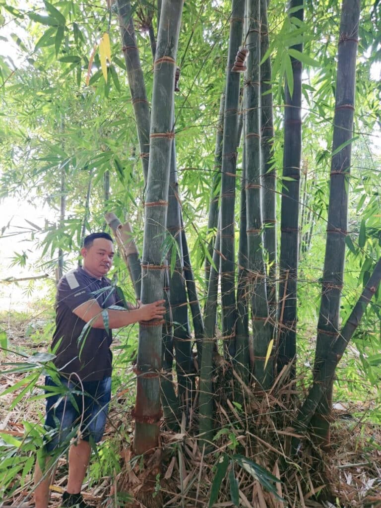 Dendrocalamus Giganteus – Tre Khổng Lồ Cho Măng Ngon, Gỗ Quý Dendrocalamus Giganteus – Tre Khổng Lồ Cho Măng Ngon, Gỗ Quý