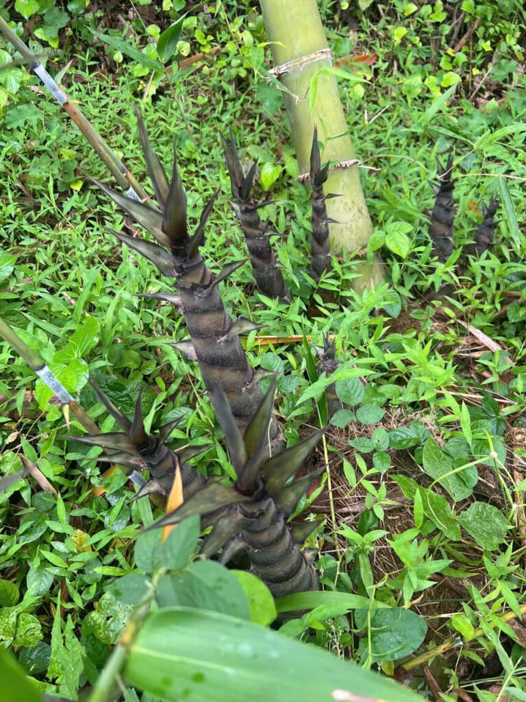 Dendrocalamus Giganteus – Tre Khổng Lồ Cho Măng Ngon, Gỗ Quý Dendrocalamus Giganteus – Tre Khổng Lồ Cho Măng Ngon, Gỗ Quý