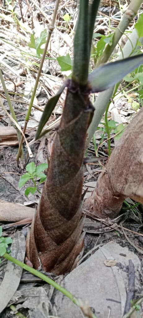Dendrocalamus Giganteus – Tre Khổng Lồ Cho Măng Ngon, Gỗ Quý Dendrocalamus Giganteus – Tre Khổng Lồ Cho Măng Ngon, Gỗ Quý