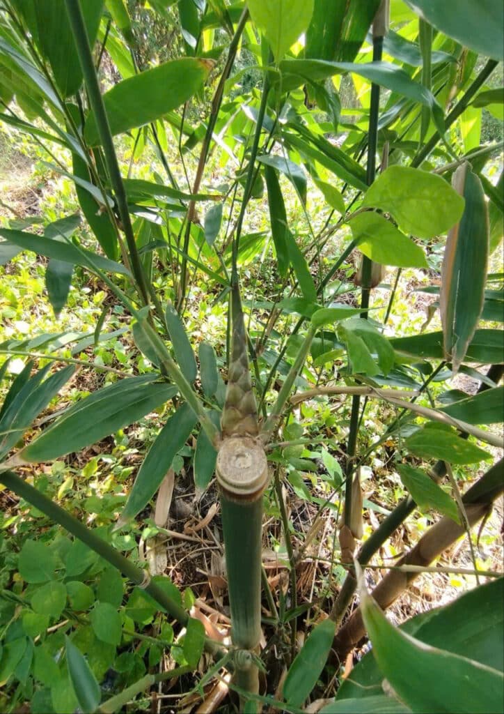 Dendrocalamus Giganteus – Tre Khổng Lồ Cho Măng Ngon, Gỗ Quý Dendrocalamus Giganteus – Tre Khổng Lồ Cho Măng Ngon, Gỗ Quý