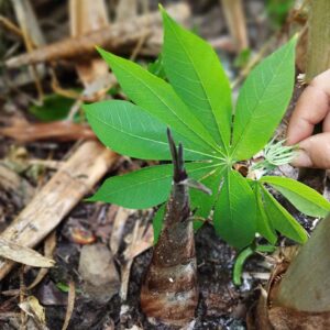 Lá phổi xanh - Bảo vệ môi trường: Trồng tre xuất khẩu Kimsco Bamboo