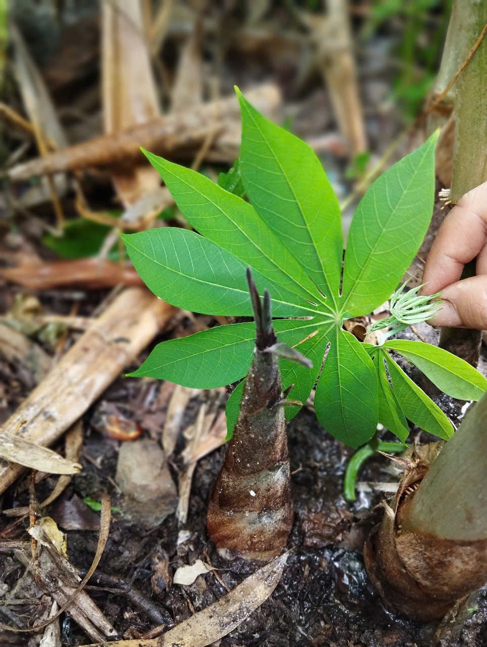 Lá phổi xanh - Bảo vệ môi trường: Trồng tre xuất khẩu Kimsco Bamboo