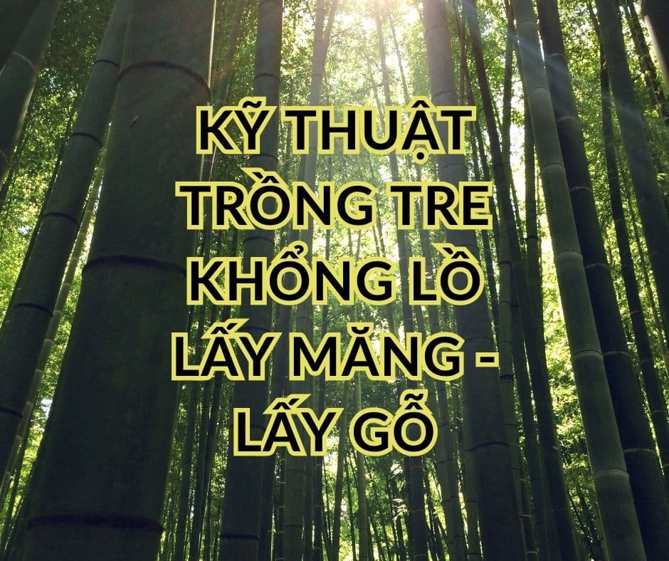 [2025] Kỹ thuật trồng tre xuất khẩu Kimsco Bamboo: Giống tre khổng lồ Dendrocalamus Giganteus chi tiết từ A-Z