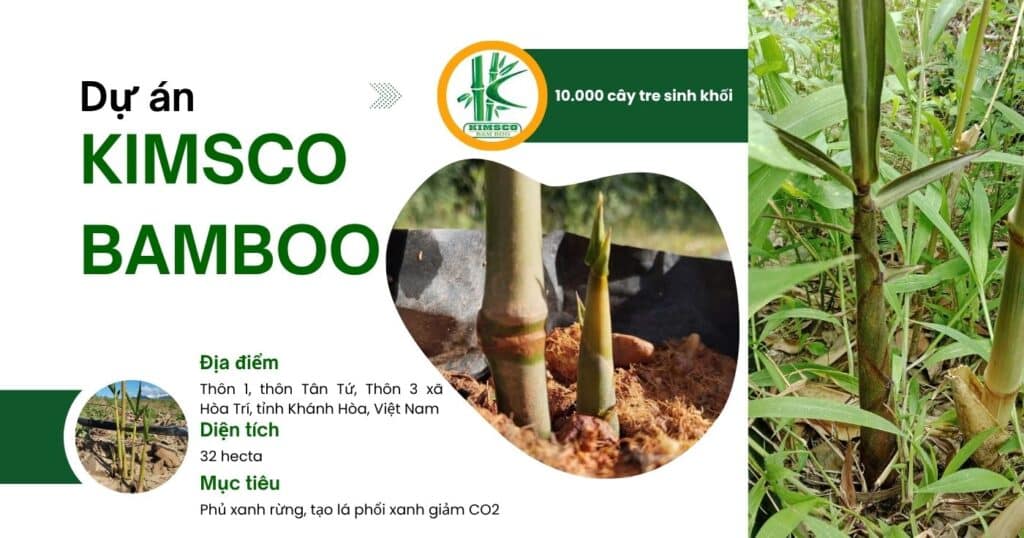 [2025] Kỹ thuật trồng tre xuất khẩu Kimsco Bamboo: Giống tre khổng lồ Dendrocalamus Giganteus chi tiết từ A-Z