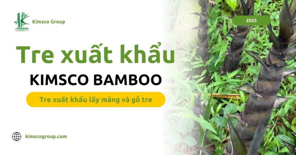 [2025] Kỹ thuật trồng tre xuất khẩu Kimsco Bamboo: Giống tre khổng lồ Dendrocalamus Giganteus chi tiết từ A-Z