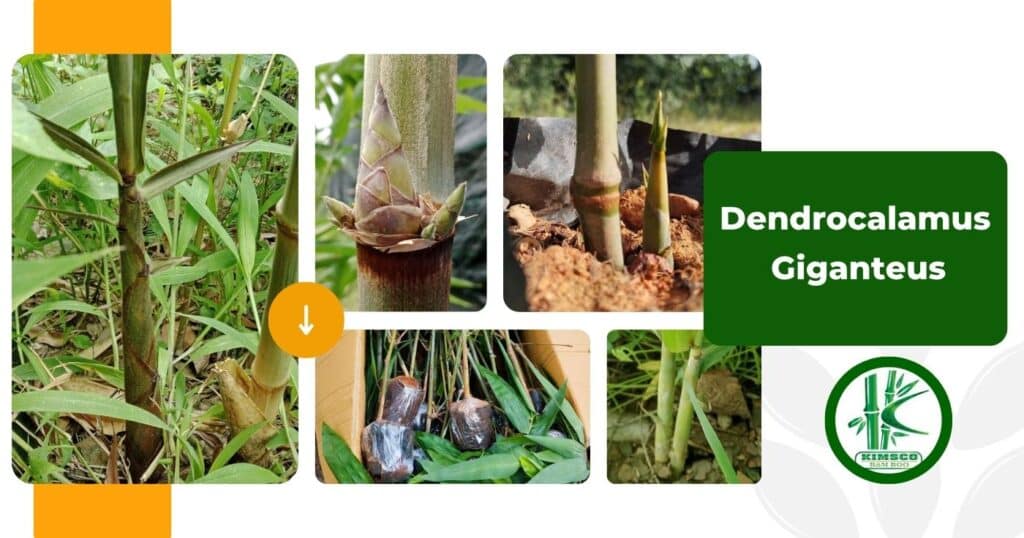 8 Sự thật thú vị về tre có thể bạn đã biết ?