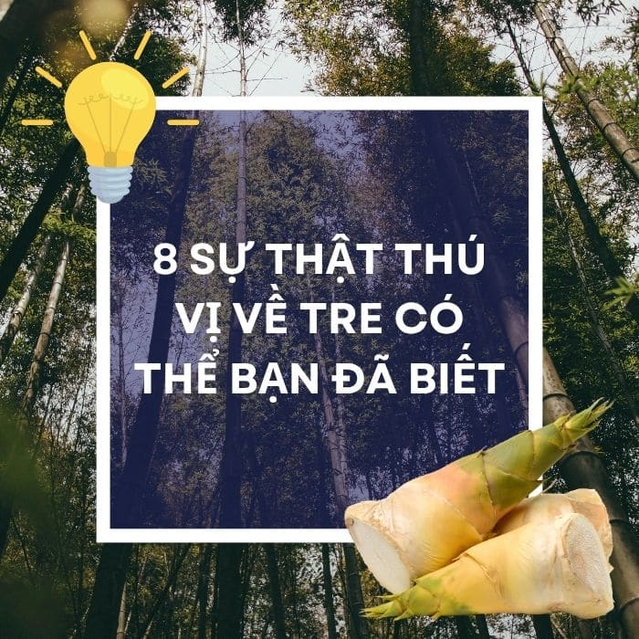 8 Sự thật thú vị về tre có thể bạn đã biết ?