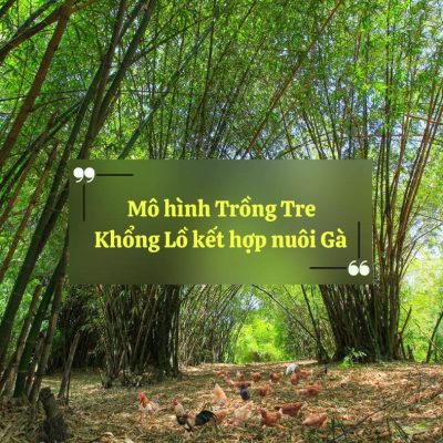 [2025] Mô hình Trồng Tre Khổng Lồ kết hợp nuôi Gà với giống Dendrocalamus Giganteus