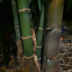 z6417726934090_b44b27dfed9dab61f57a36f56031d254