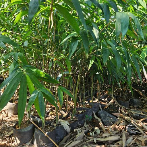 Tre Nhập Khẩu Kimsco Bamboo