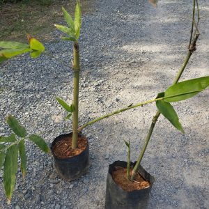 z6504377705688_84d7950aed5fc728906845396e3a4492