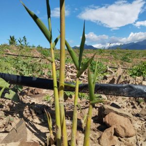 z6688428682985_fe2601365560971274721d4ae137b850