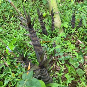 z6709908786187_fc99788d6bd2fffb56d81c018224df90