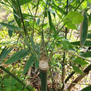 z6886301963016_cca213e0ec8cbc19cd99c56ffcff6069