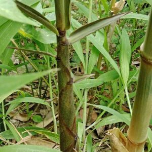 z6930143349126_5cf9c2cfd5af346223deb8fe611e6425