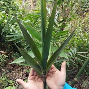 z7028189438571_629526f4ea4278888786712642fb370e