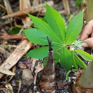 Lá phổi xanh - Bảo vệ môi trường: Trồng tre xuất khẩu Kimsco Bamboo